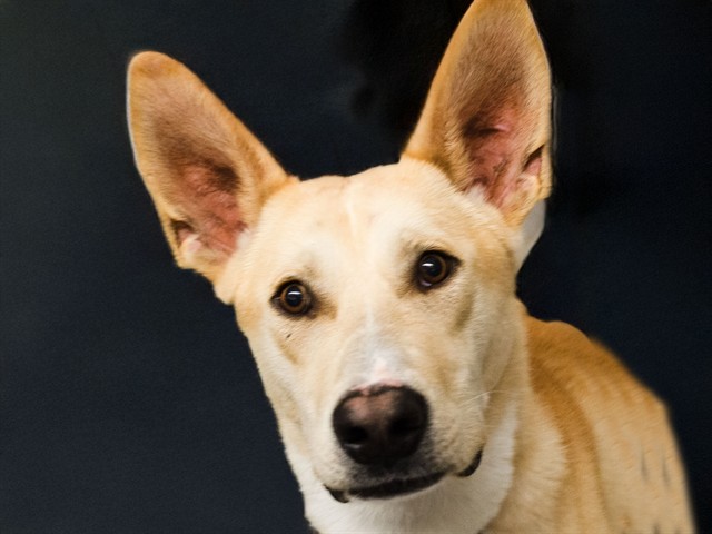 Sol - Male - Siberian Husky-Mix