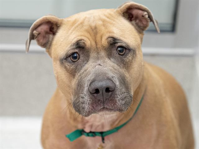 Gaia - Female - Pit Bull