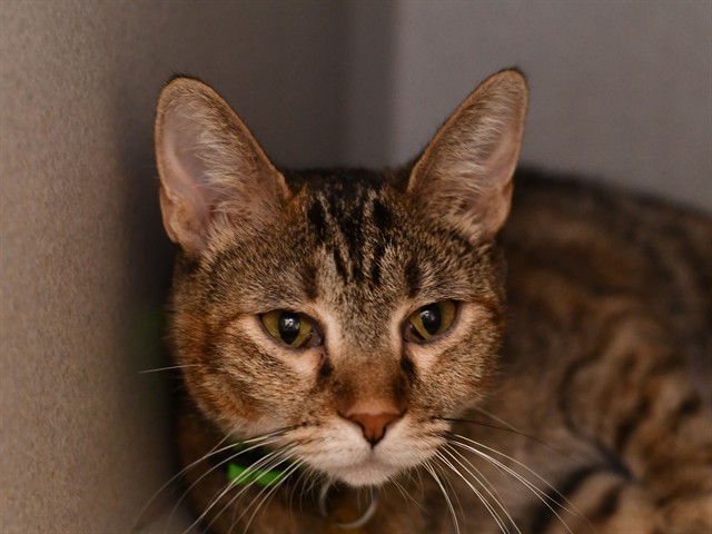 Tilde - Female - Domestic MH