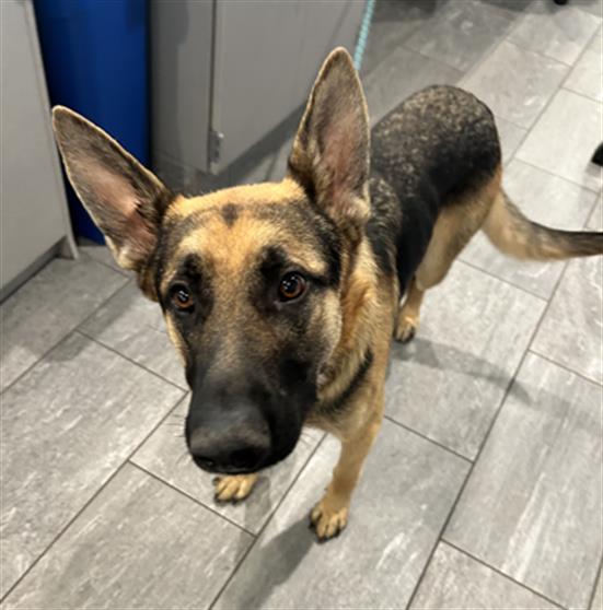 Jimothy - Male - German Shepherd