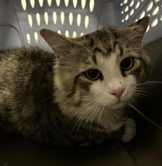 Gerald - Male - Domestic MH