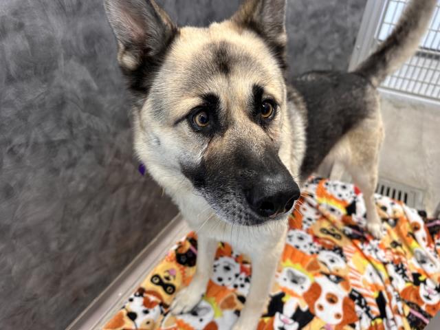 Rambo - Male - German Shepherd-Siberian Husky