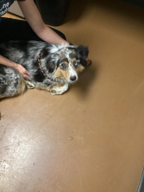 Chyenne - Female - Australian Shepherd