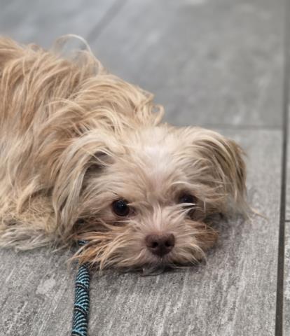 Walter - Male - Terrier-Mix