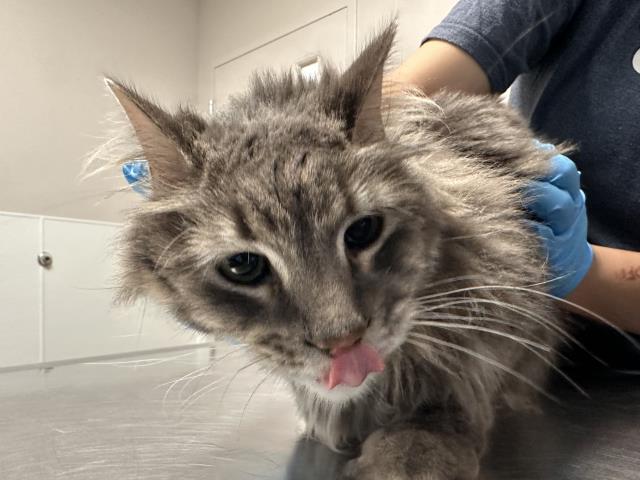 Grinch - Male - Domestic LH