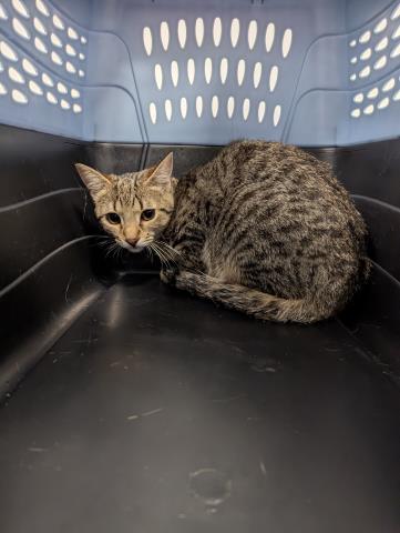 Greta - Female - Domestic SH