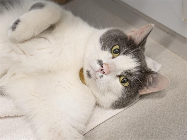 Cosmo - Male - Domestic SH