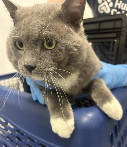 Socrates - Male - Domestic SH