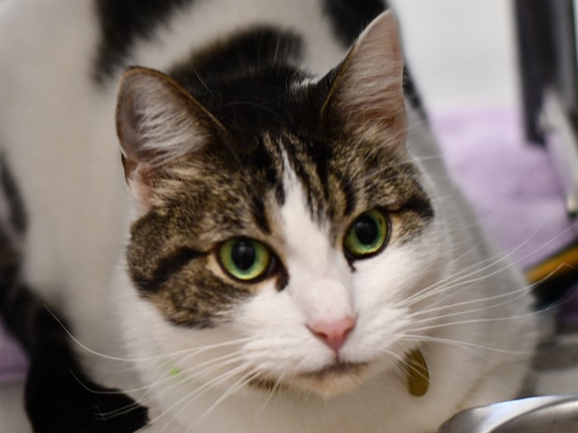 Luna - Female - Domestic SH