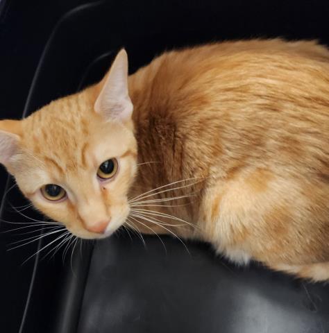 Collins - Male - Domestic SH
