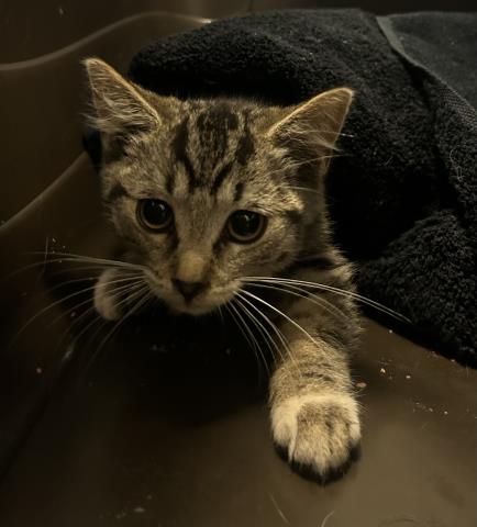 Deacon - Male - Domestic SH