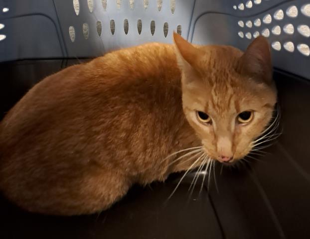 Rapunzel - Female - Domestic MH