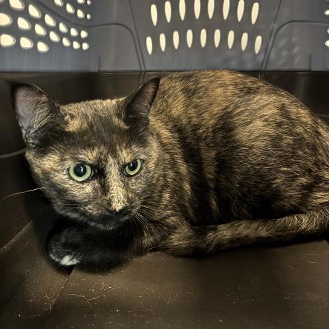 Tortellini - Female - Domestic SH
