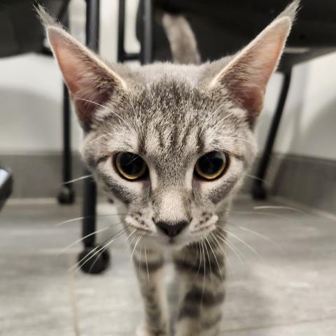 Azula - Female - Domestic SH