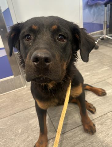 Sweet Pea - Female - Rottweiler-Mix