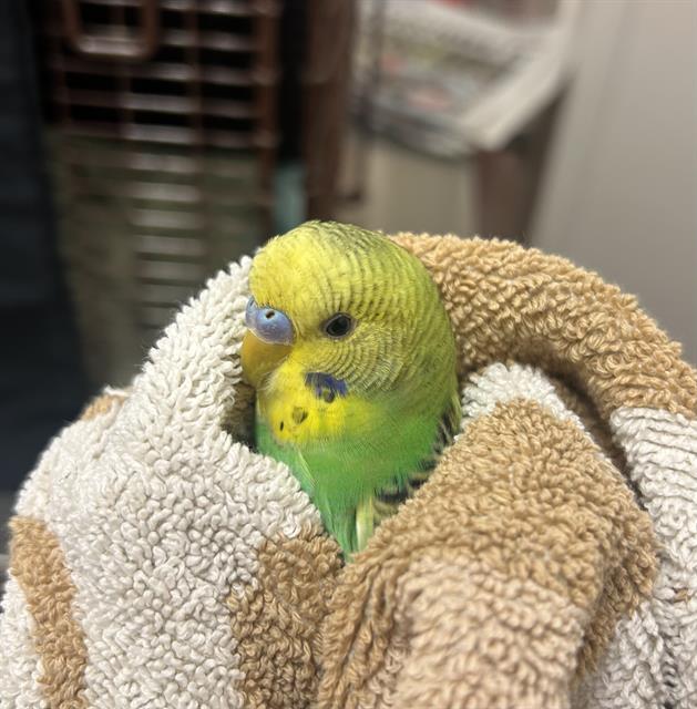 Laurel - Male - Parakeet