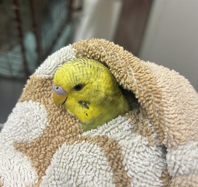Hardy - Male - Parakeet