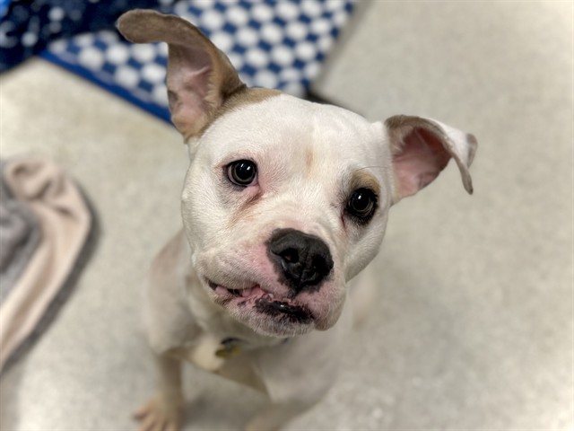 Apollo - Male - Boxer-Mix