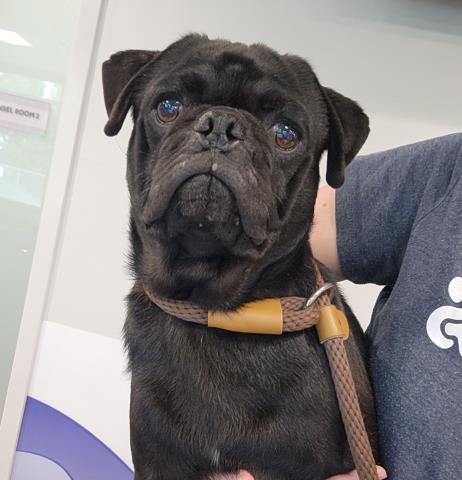 Cooper - Male - Pug