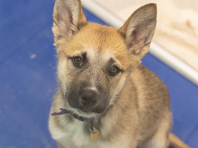 River - Male - German Shepherd-Mix