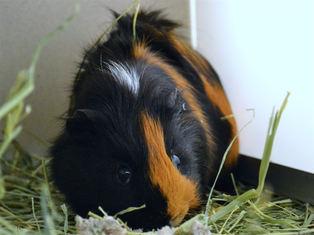 Brownie - Male - Guinea Pig