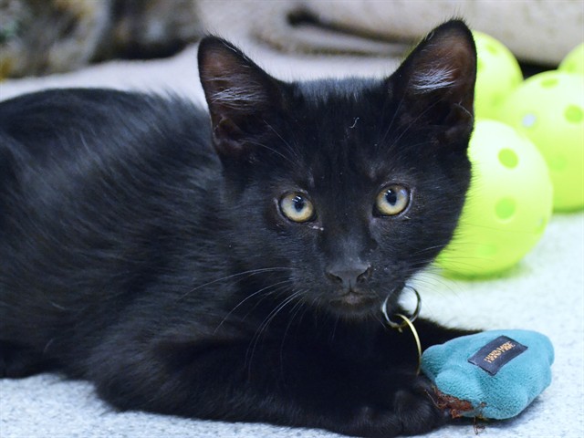 Cobalt - Male - Domestic SH