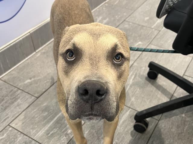  - Male - Pit Bull