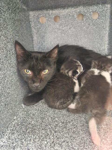 Peach - Female - Domestic SH