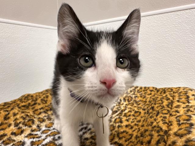 Sherpa - Male - Domestic SH