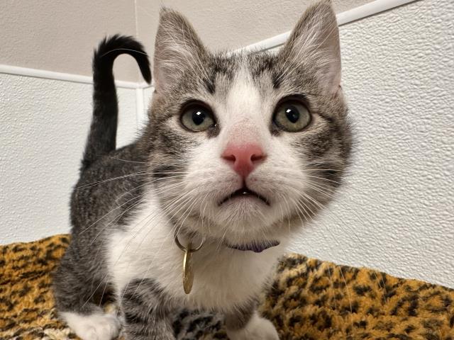 Everest - Male - Domestic SH