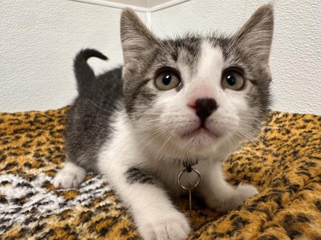 Masala - Male - Domestic SH