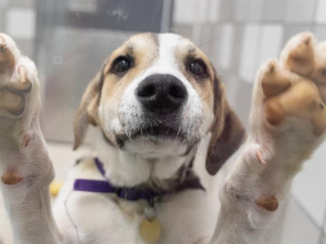 Forney - Male - Great Pyrenees-Border Collie