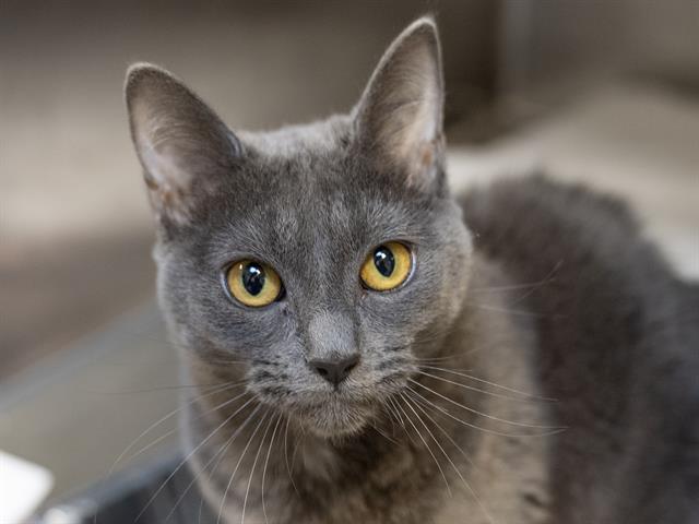 Storm - Female - Domestic SH