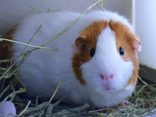 Rocco - Male - Guinea Pig