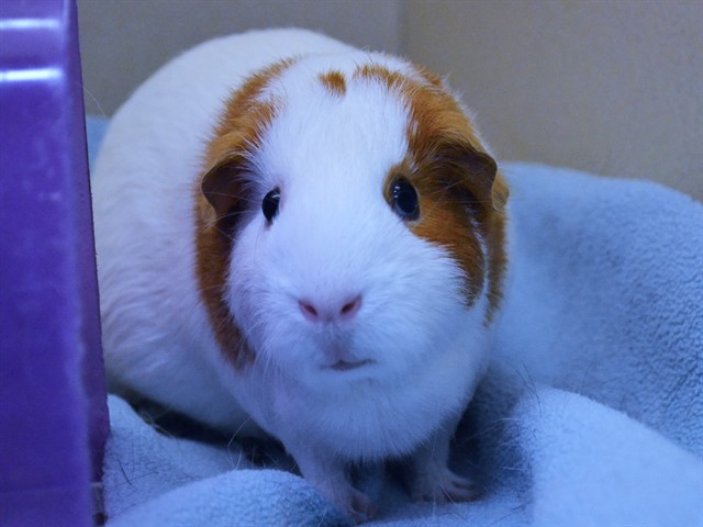 Clarice - Female - Guinea Pig