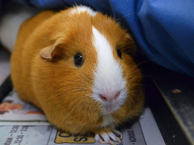 Tallulah - Female - Guinea Pig