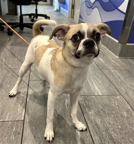 Bojo - Male - Chihuahua-Pug