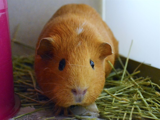 Midnight - Female - Guinea Pig