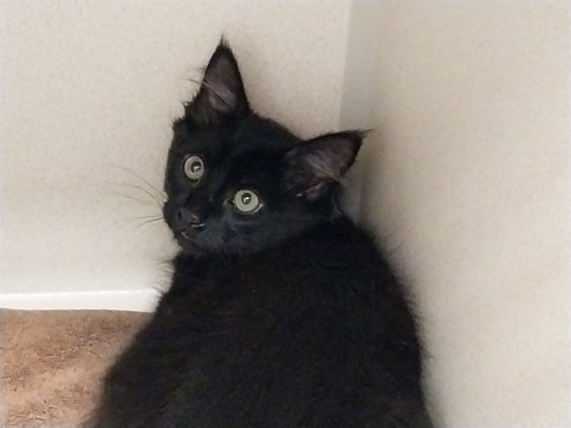 Bart - Male - Domestic MH