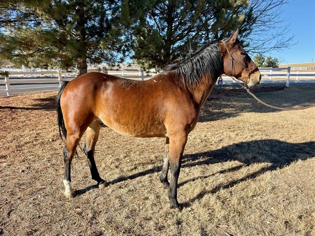 Chandler - Male - Grade