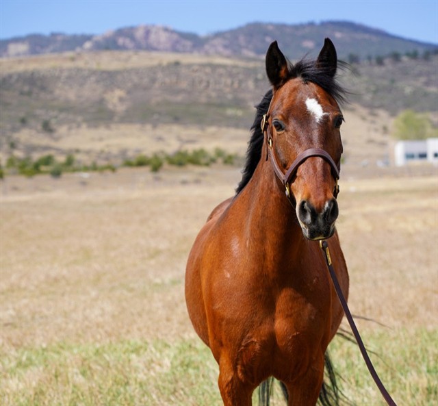 Joey - Male - Mustang