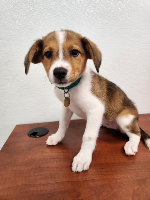 Mustard - Female - Australian Cattle Dog-Mix