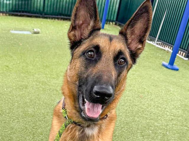 Astro - Male - Belgian Malinois
