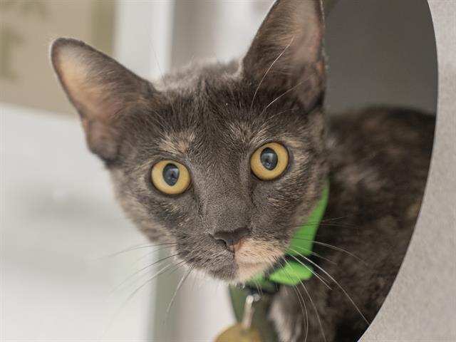 Bonnie - Female - Domestic SH