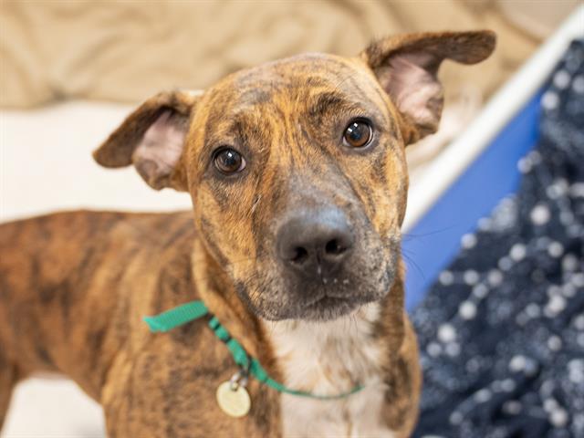 Tiger Pup - Female - Pit Bull-Mix