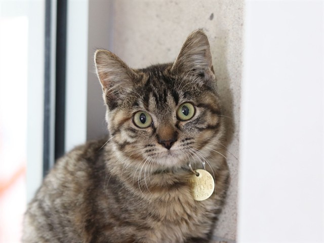 Powpow - Female - Domestic SH