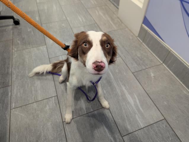  - Female - Border Collie-Mix