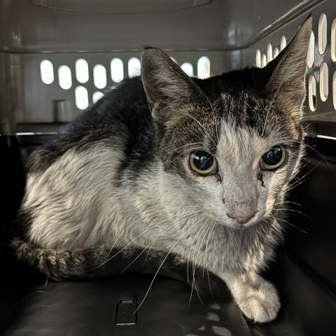 Lala - Female - Domestic SH
