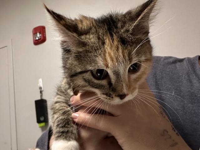  - Female - Domestic SH
