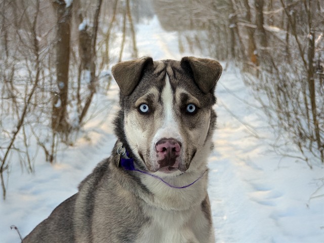 Bear - Male - Siberian Husky-Mix